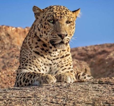 Отель The Bagheera Bagh Jawai Бера Экстерьер фото