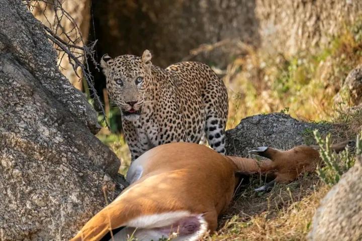 Отель The Bagheera Bagh Jawai Бера Экстерьер фото