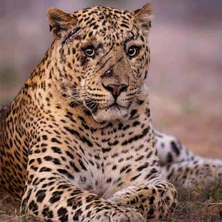 Отель The Bagheera Bagh Jawai Бера Экстерьер фото