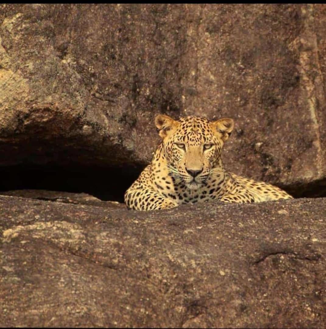 Отель The Bagheera Bagh Jawai Бера Экстерьер фото